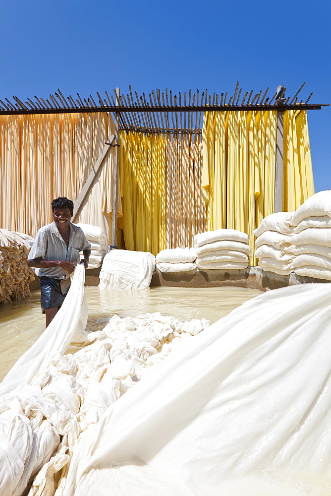 Washing fabric in a bleaching pool, Sari garment factory, Rajasthan, India, Asia