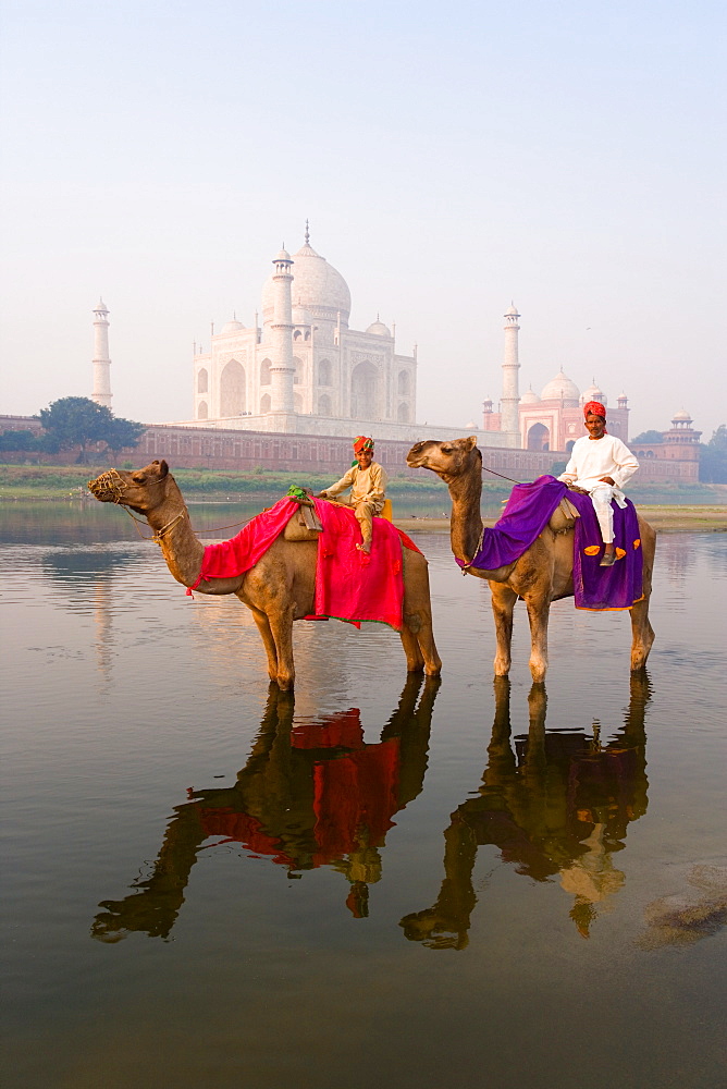 Man and boy riding camels in the Yamuna River in front of the Taj Mahal, UNESCO World Heritage Site, Agra, Uttar Pradesh, India, Asia