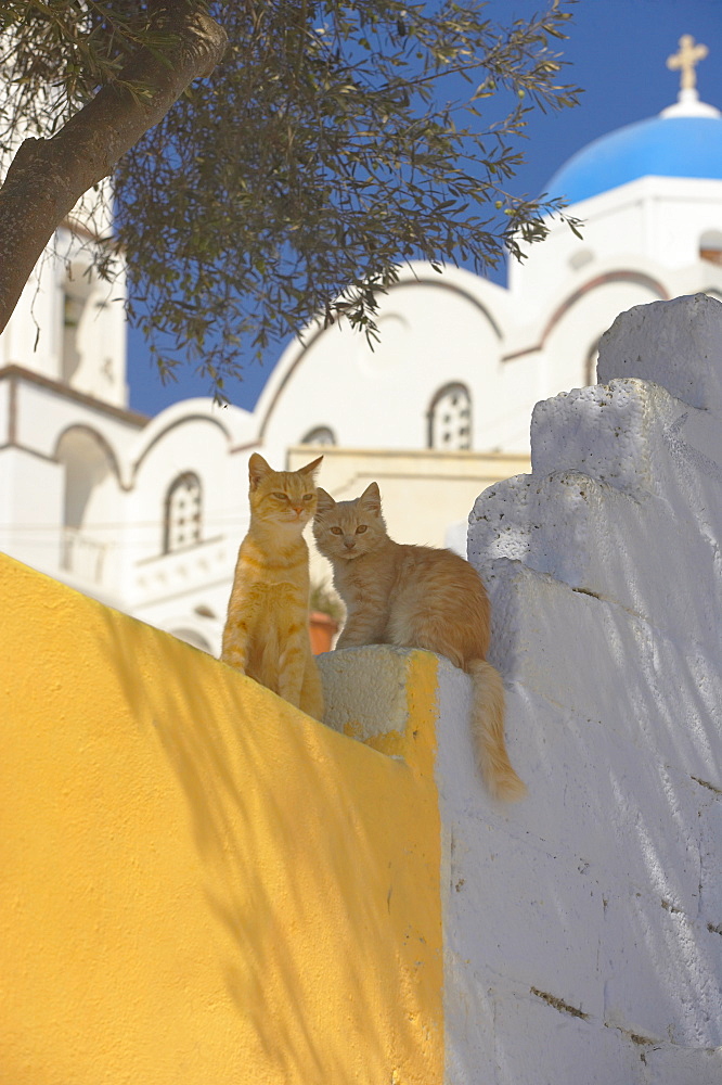 Cats in Akrotiri, Santorini, Cyclades, Greek Islands, Greece, Europe