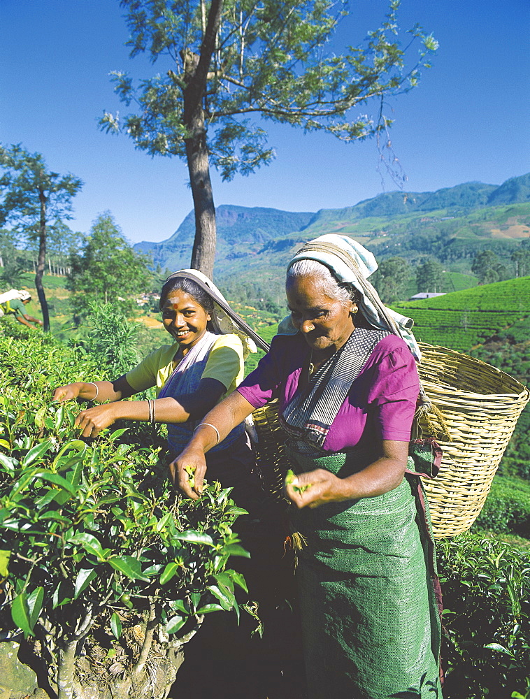 Plucking tea, tea plantation, Nuwara Eliya, Sri Lanka, Asia