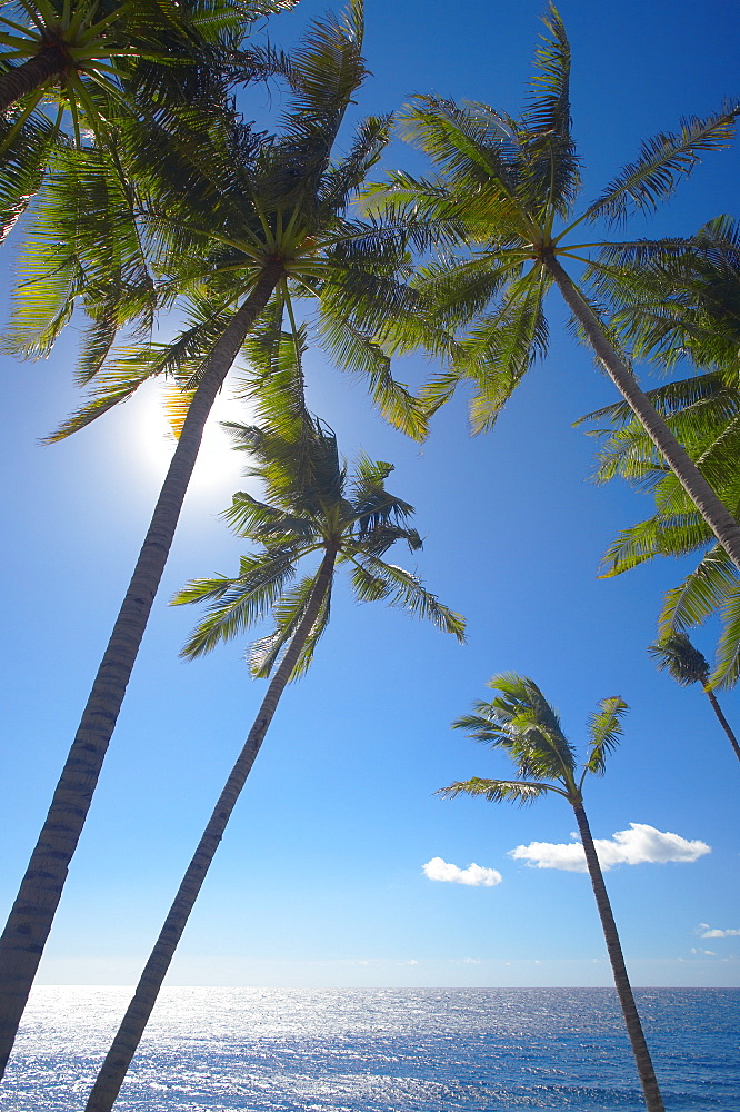 Palm trees on tropical beach, Bali, Indonesia, Southeast Asia, Asia