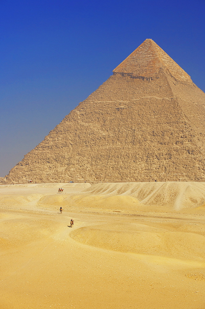 Camels near Pyramid, Giza, UNESCO World Heritage Site, near Cairo, Egypt, North Africa, Africa