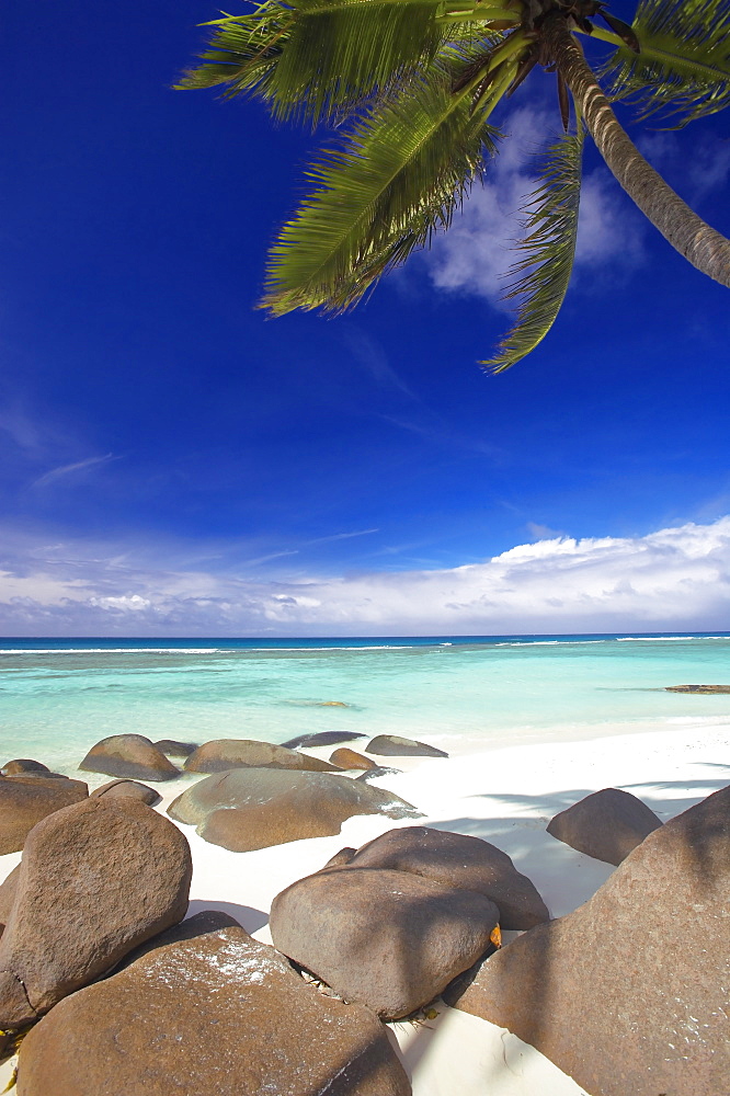 Rocks and palm tree on tropical beach, Seychelles, Indian Ocean, Africa