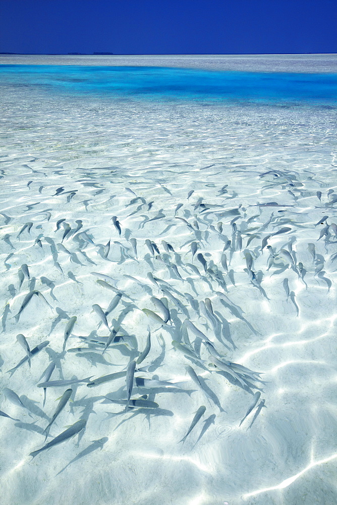 School of fishes and tropical lagoon, Maldives, Indian Ocean, Asia