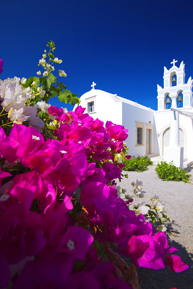 Greek church and flowers, Santorini, Cyclades, Greek Islands, Greece, Europe