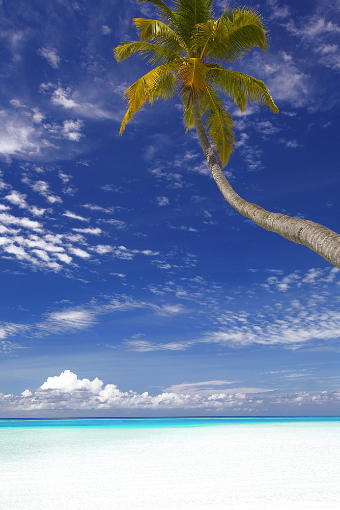 Palm tree overhanging beach, Maldives, Indian Ocean, Asia