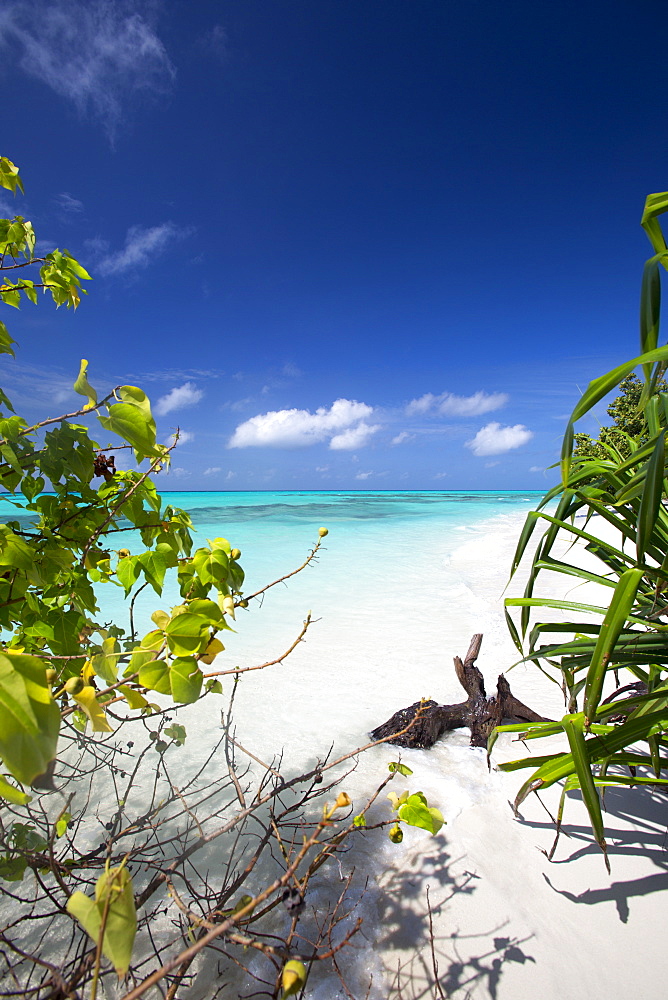 Beach on desert island, Maldives, Indian Ocean, Asia 