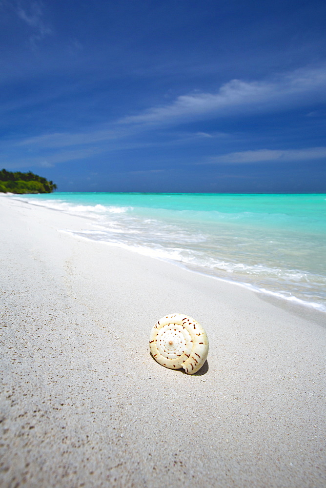 Shell on tropical beach, Maldives, Indian Ocean, Asia 