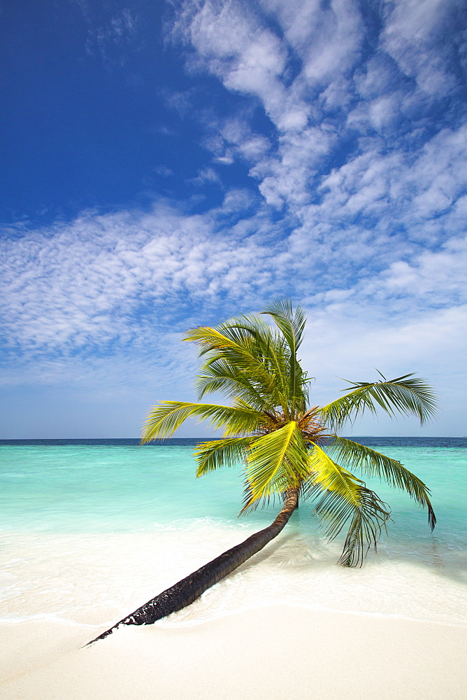 Palm tree on tropical beach, Maldives, Indian Ocean, Asia