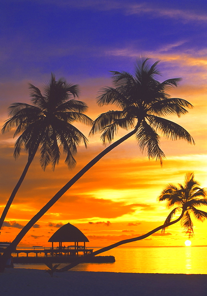 Palm trees and ocean at sunset, Maldives, Indian Ocean, Asia