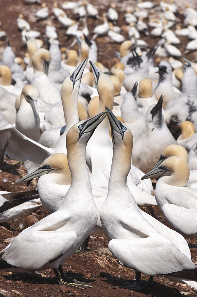 Northern gannet colony, Ile Bonaventure offshore of Perce, Quebec, Canada, North America