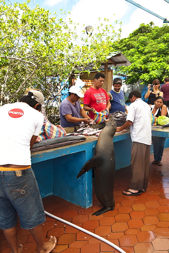 Sea lion steals scraps at the fish market, Puerto Ayora, Isla Santa Cruz (Santa Cruz island), Galapagos Islands, Ecuador, South America