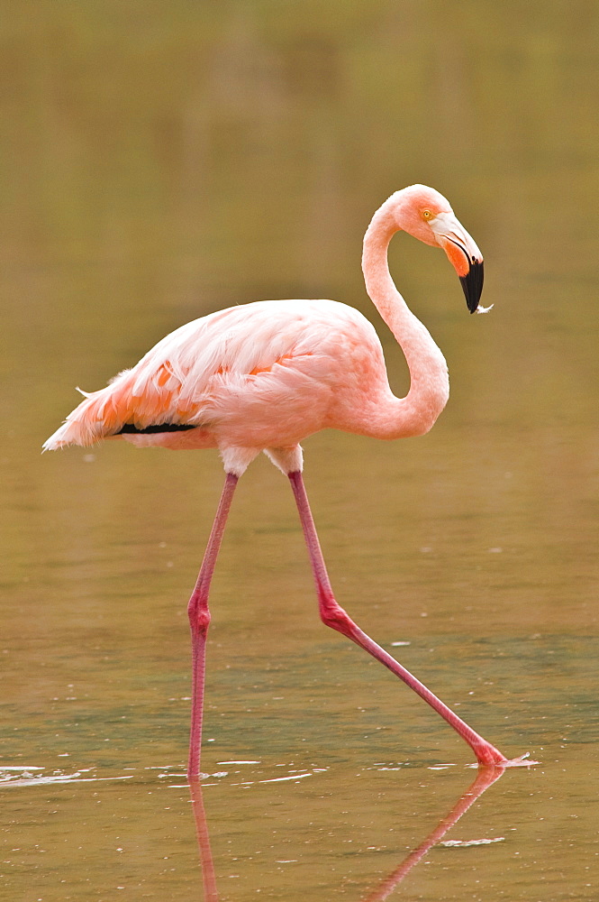 Pink flamingo (Phoenicopterus ruber), Cormorant Point, Isla Santa Maria (Floreana Island), Galapagos Islands, UNESCO World Heritage Site, Ecuador, South America