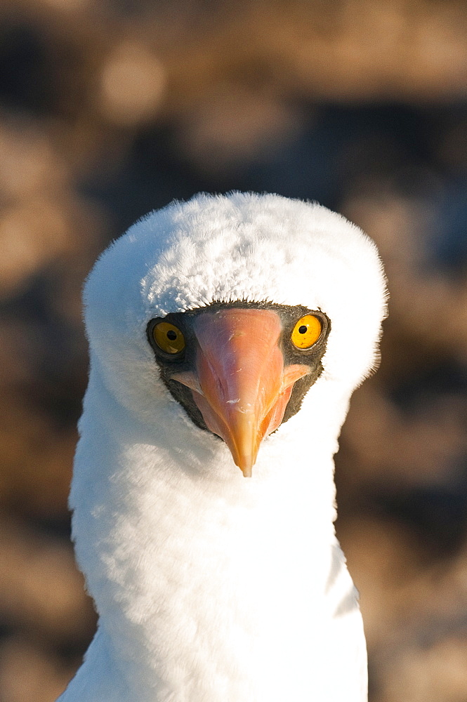 Nazca Booby (Sula dactylatra), Suarez Point, Isla Espanola (Hood Island), Galapagos Islands, Ecuador, South America