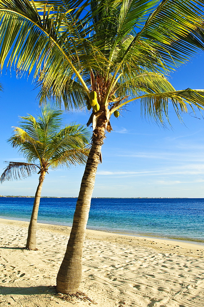 Beach, Bonaire, Netherlands Antilles, West Indies, Caribbean, Central America