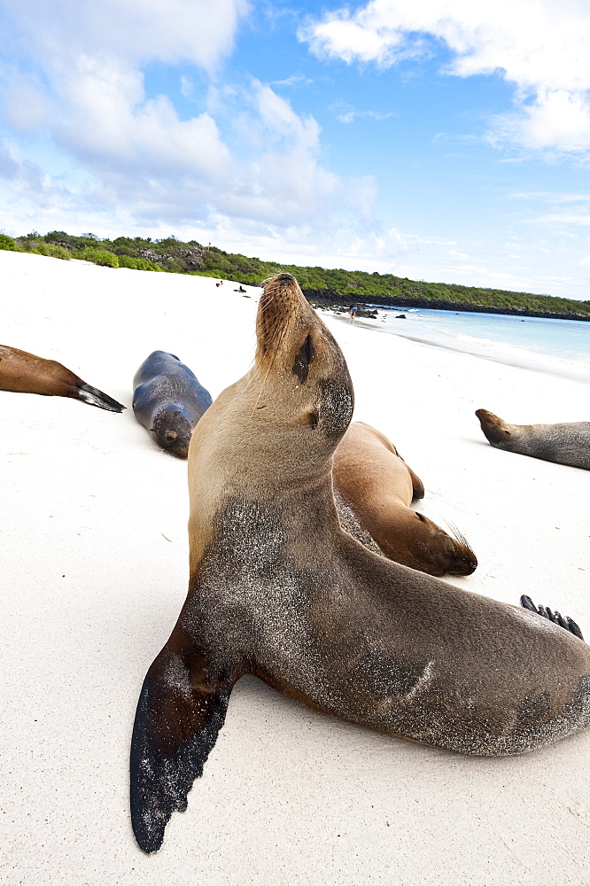 Galapagos sea lion (Zalophus wollebaeki), Gardner Bay, Isla Espanola (Hood Island), Galapagos Islands, UNESCO World Heritage Site,  Ecuador, South America