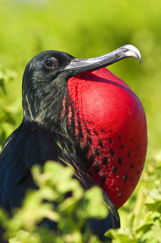 Great frigate bird (Sula nebouxii), Isla Lobos off Isla San Cristobal (San Cristobal Island), Galapagos Islands,UNESCO World Heritage Site, Ecuador, South America