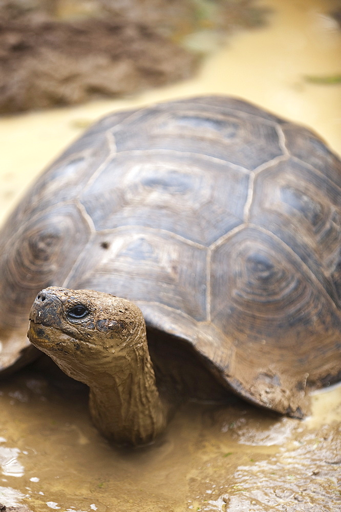 Giant tortoise (Geochelone nigra) at the Galapaguera de Cerro Colorado, tortoise breeding center, Isla San Cristobal (San Cristobal Island), Galapagos Islands, UNESCO World Heritage Site, Ecuador, South America