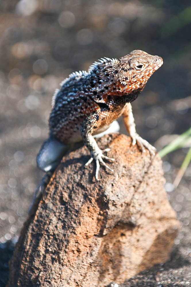 Lava lizard (Microlophus albemarlensis), Port Egas (James Bay), Isla Santiago (Santiago Island), Galapagos Islands, UNESCO World Heritage Site, Ecuador, South America