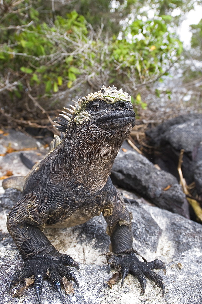 Marine iguana (Amblyrhynchus cristatus), Espinosa Point, Isla Fernandina (Fernandina Island), Galapagos Islands, UNESCO World Heritage Site, Ecuador, South America