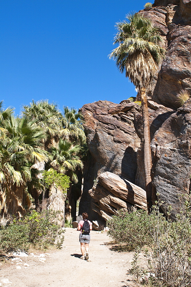 Hiking in Andreas Canyon, Indian Canyons, Palm Springs, California, United States of America, North America