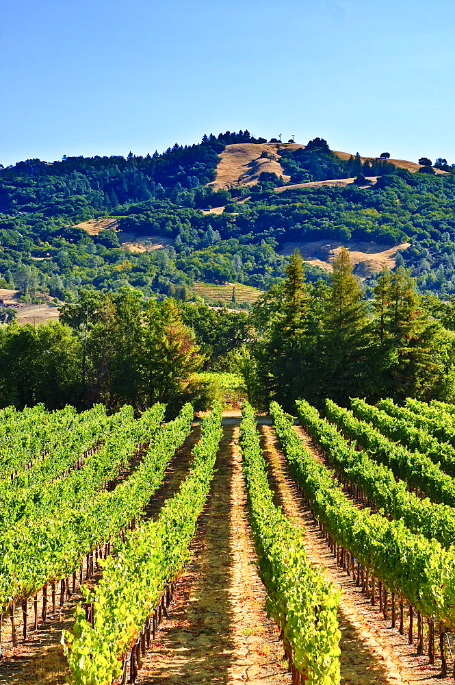 Grape vines in northern California near Mendocino, California, United States of America, North America