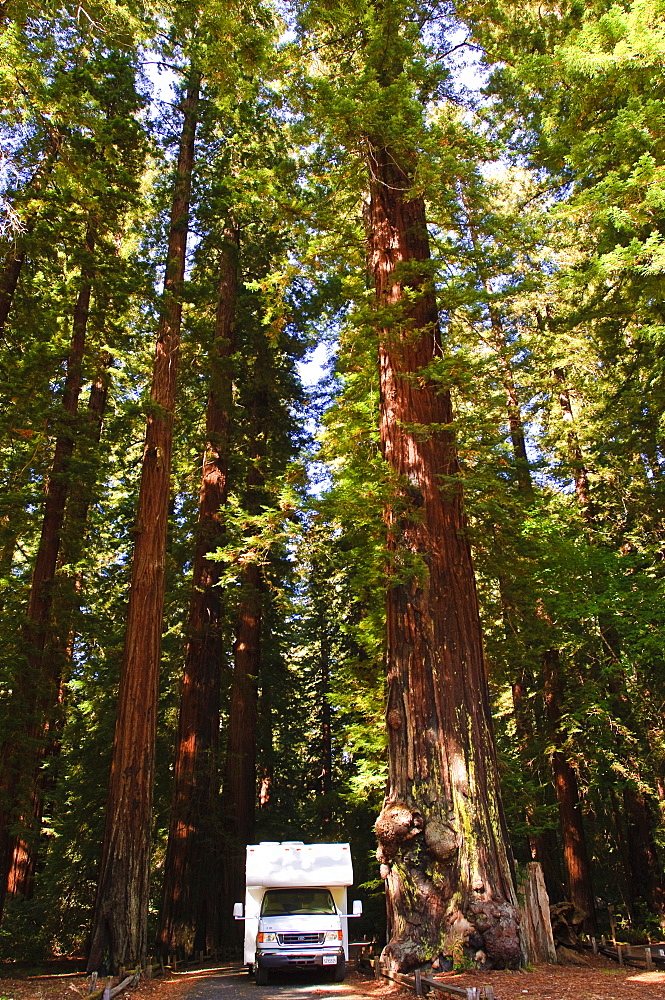 Richardson Grove State Park, California, United States of America, North America