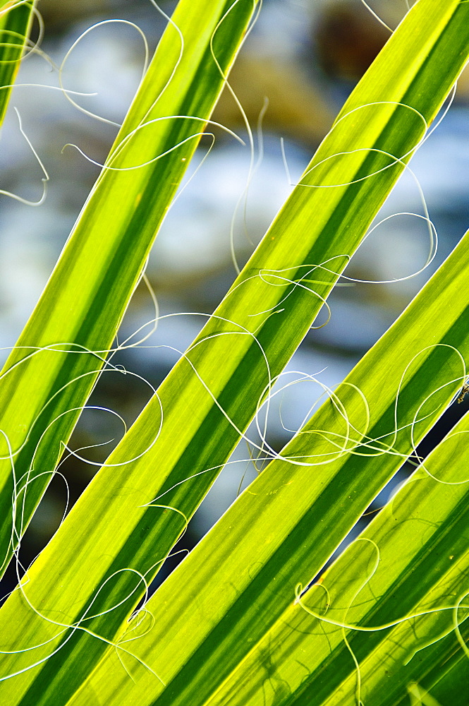 Palm fronds, Andreas Canyon, Palm Springs, California, United States of America, North America