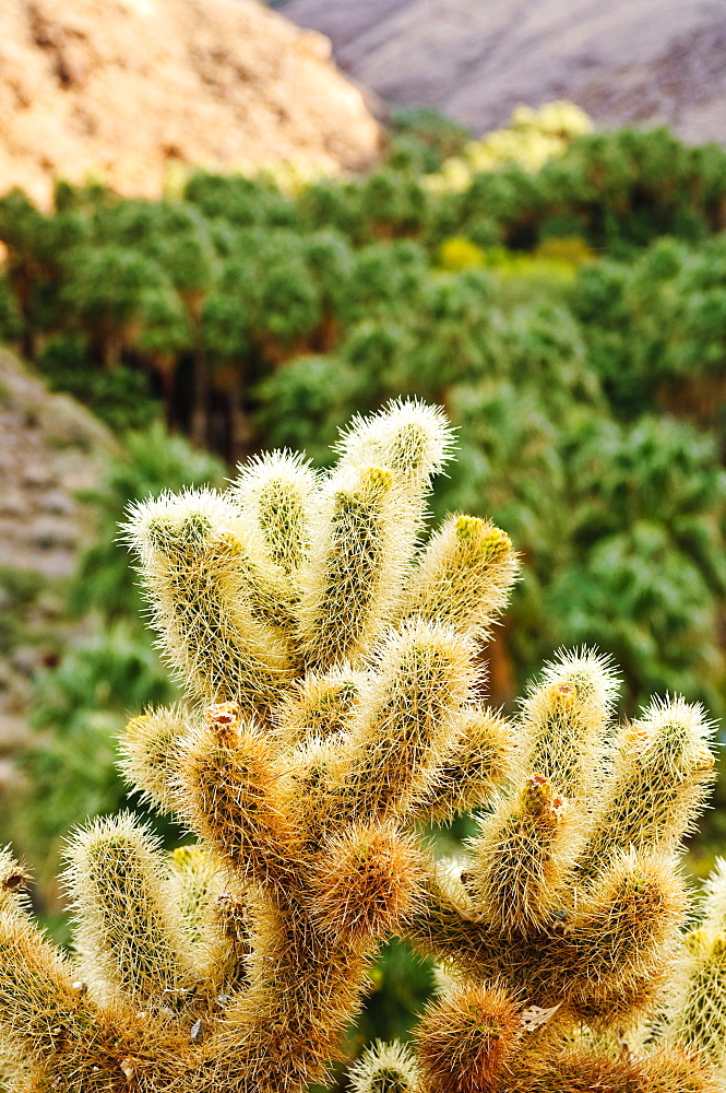 Cactus in Andreas Canyon, Palm Springs, California, United States of America, North America