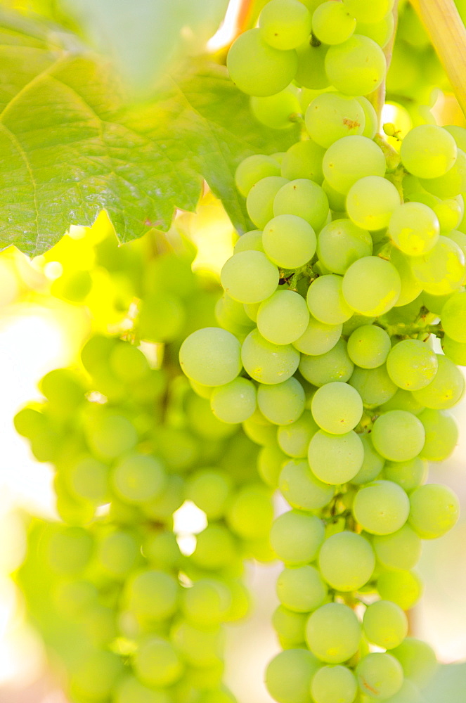 Grape vines in Kelowna, British Columbia, Canada, North America 