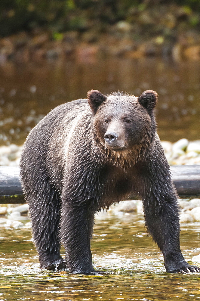 Brown or grizzly bear (Ursus arctos) fishing for salmon in Great Bear Rainforest, British Columbia, Canada, North America 