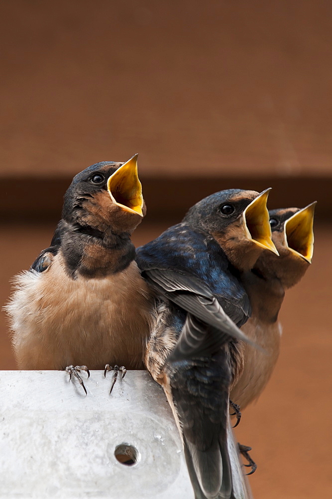 Immature barn swallow (Hirundo rustica), Great Bear Rainforest, British Columbia Canada, North America 