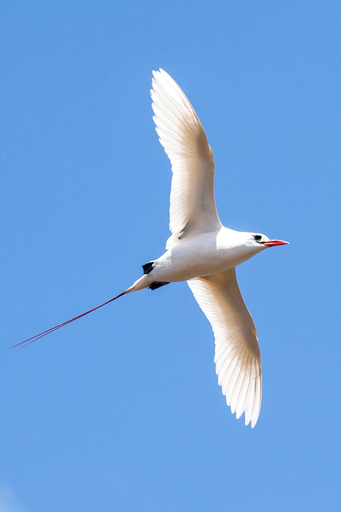 Red-tailed tropicbird (Phaethon rubricauda), Kilauea Point National Wildlife Refuge, Kauai, Hawaii, United States of America, Pacific