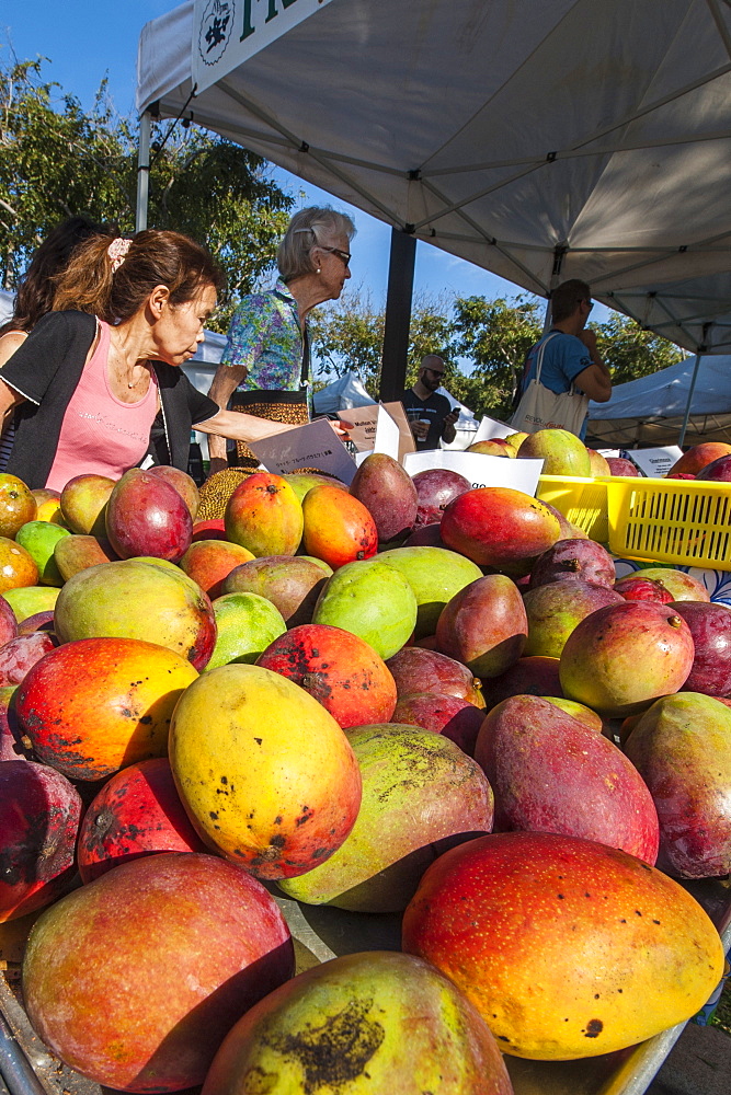 Fresh mangoes at the Saturday farmers market, Honolulu, Oahu, Hawaii, United States of America, Pacific