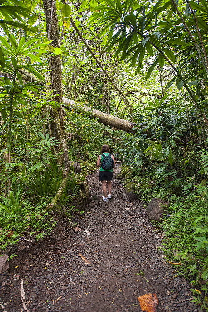 Hiking Manoa Falls Trail, Honolulu, Oahu, Hawaii, United States of America, Pacific