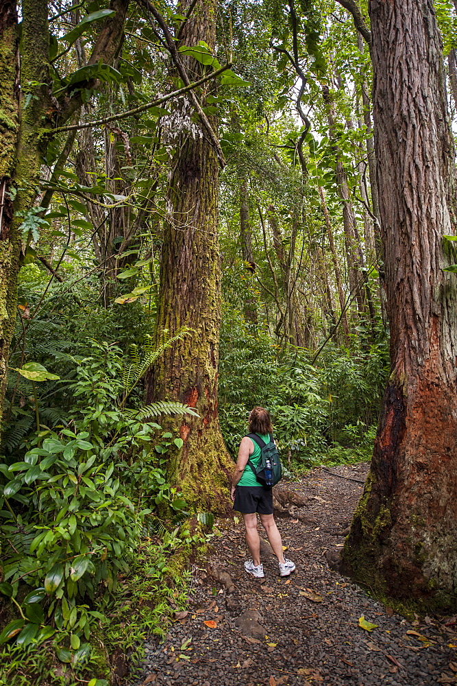 Hiking Manoa Falls Trail, Honolulu, Oahu, Hawaii, United States of America, Pacific