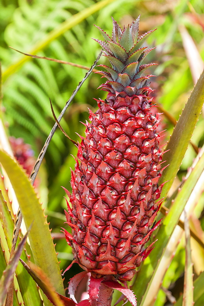 Pineapple plants, Dole Plantation, Wahiawa, Oahu, Hawaii, United States of America, North America