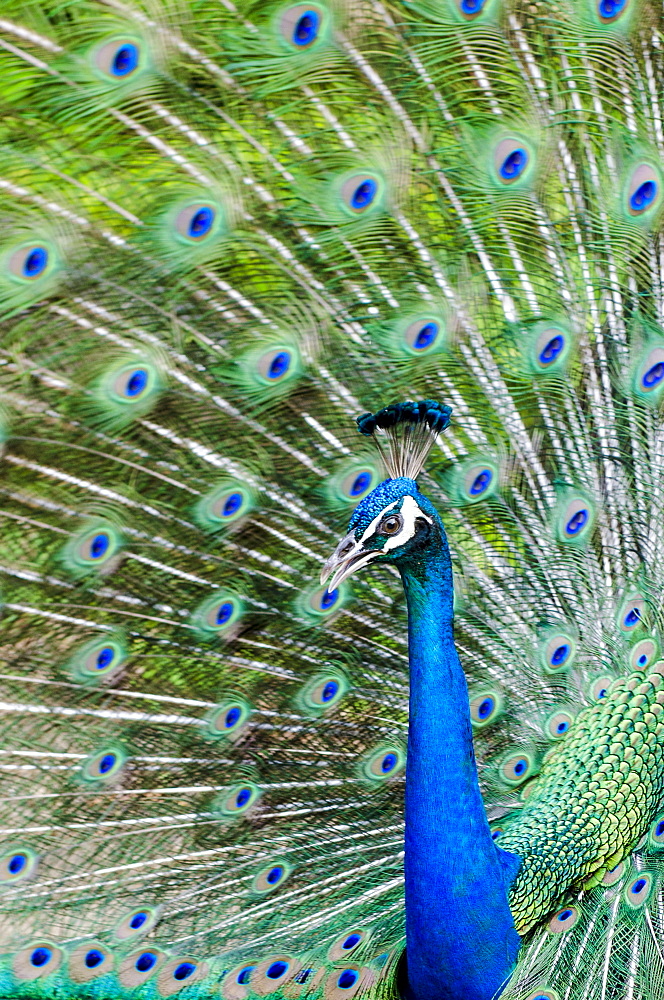 Indian peacock (Pavo cristatus), Waimea Valley Audubon Park, North Shore, Oahu, Hawaii, United States of America, Pacific