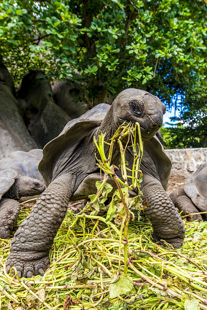 Giant Aldabra Seychelles tortoise (Aldabrachelys gigantea), Union Estate Park, La Digue, Republic of Seychelles, Indian Ocean, Africa