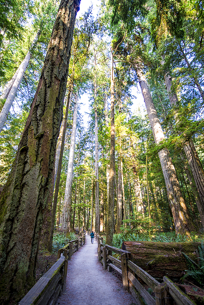 Cathedral Trail in MacMillan Provincial park, Vancouver Island, British Columbia, Canada.
