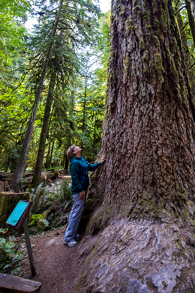 Cathedral Trail in MacMillan Provincial park, Vancouver Island, British Columbia, Canada.