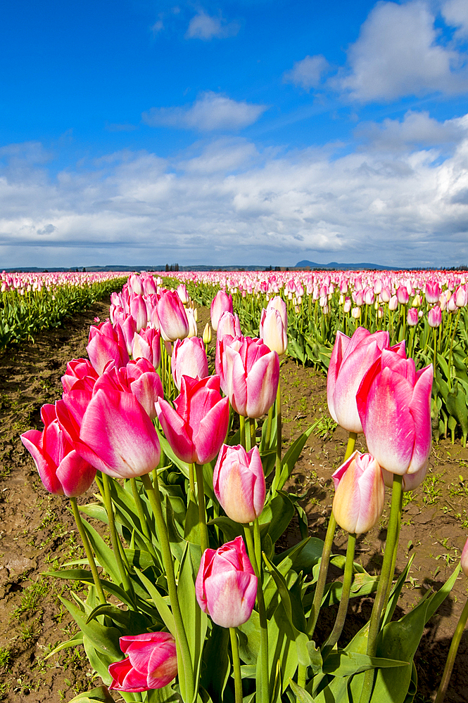 Tulips (Tulipa suaveolens) in the Skagit Valley Tulip Festival, Mount Vernon, Washington, USA.