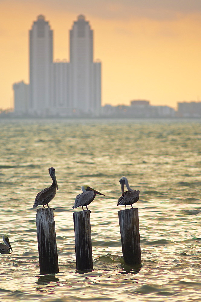 San Padre Island, Texas, United States of America, North America