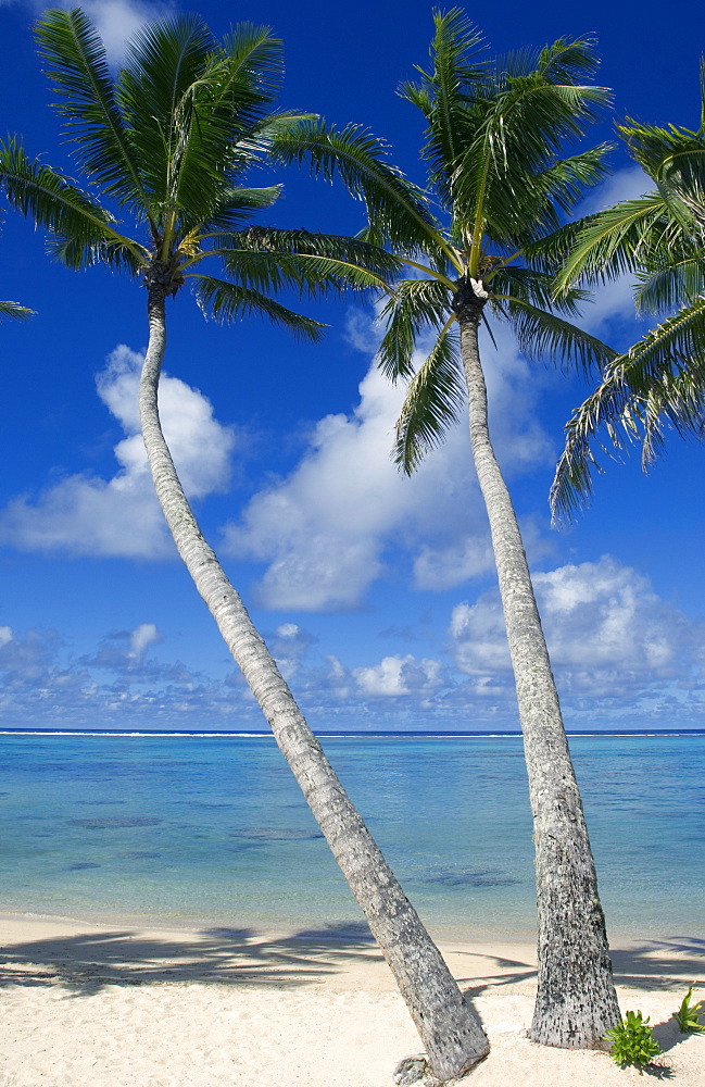 Palm fringed beaches, Cook Islands, South Pacific, Pacific