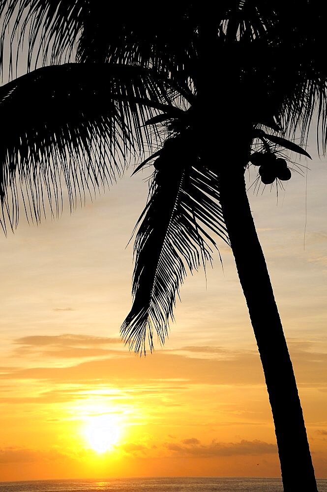 Mexico, Oaxaca, Puerto Escondido, Coconut palm silhouetted against sunset over Playa Zicatela.