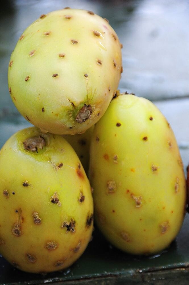 Mexico, Bajio, Zacatecas, Tunas or cactus fruit.