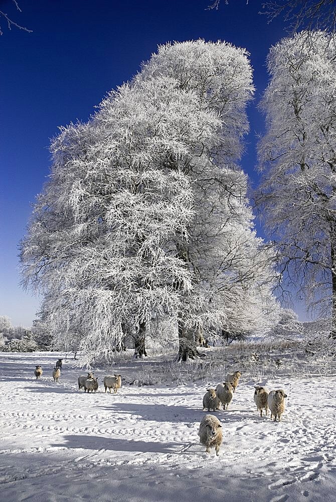 Ireland, County Sligo, Markree, Castle grounds sheep with frost covered tree.