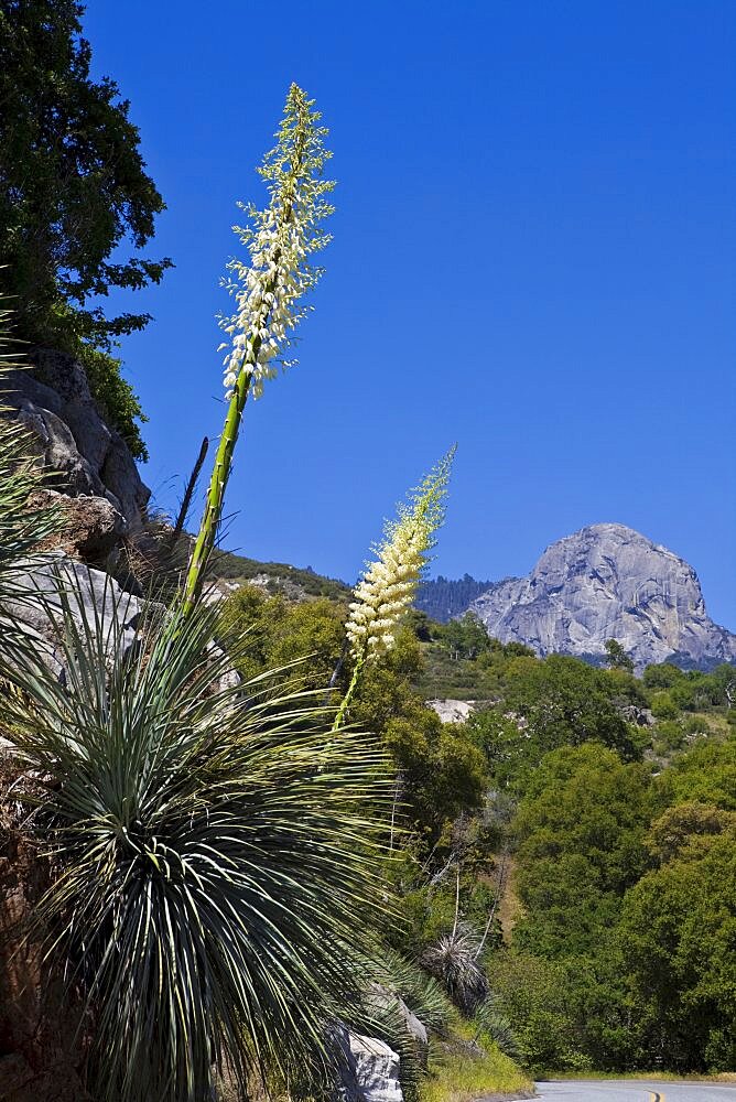 USA, California, Sequoia National Park, A Yucca Whippleb Percusa flower.