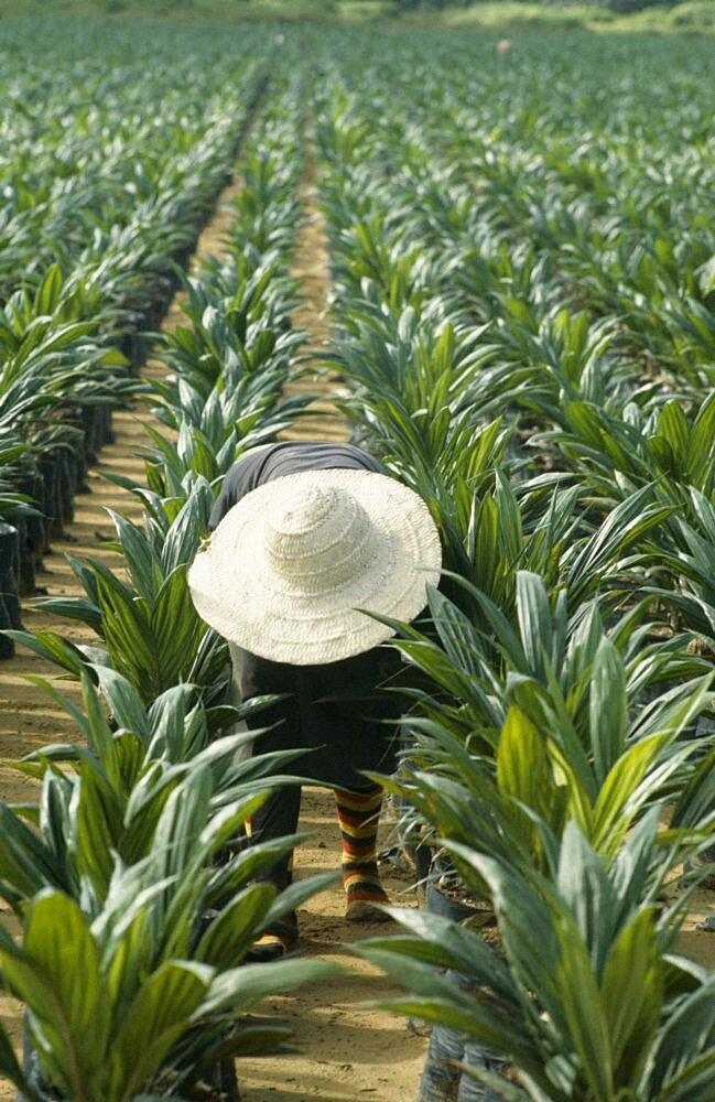 NIGERIA  Agriculture Man tending young palm oil trees African Male Men Guy Nigerian Western Africa Male Man Guy Farming Agraian Agricultural Growing Husbandry  Land Producing Raising Immature