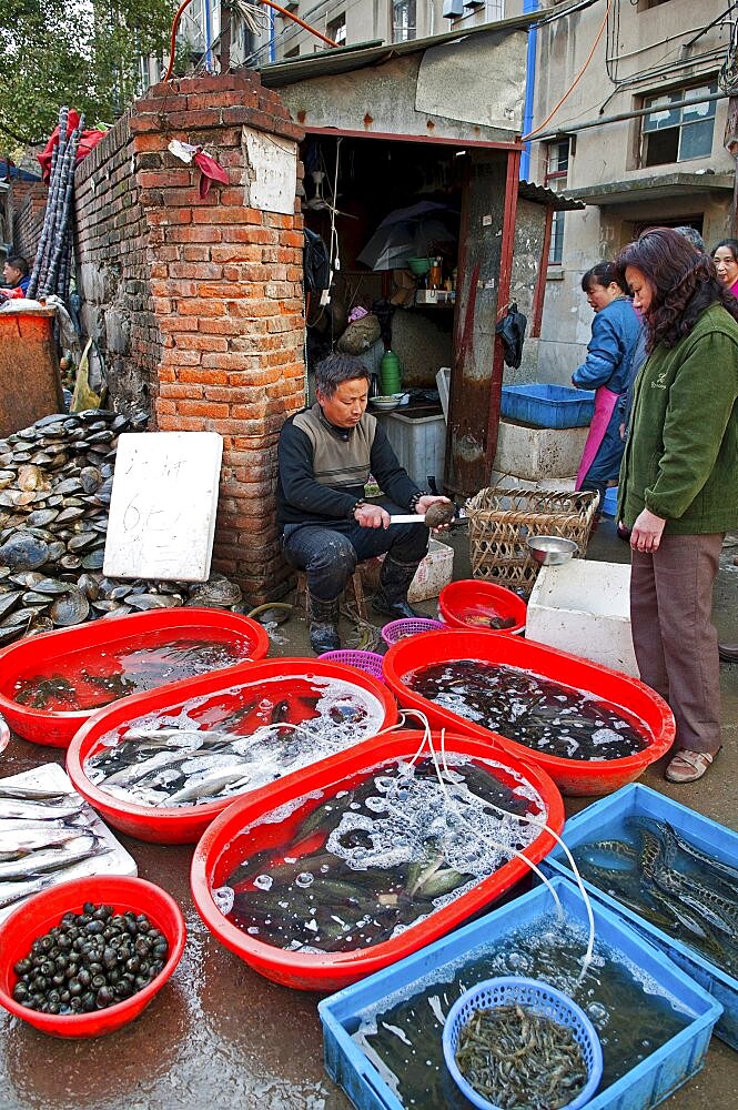 China, Jiangsu, Nanjing, Fishmonger opening and cleaning shellfish with a knife for a customer at a street market near Xuanwu Lake Red and blue plastic tubs with live fish and shellfish with water being oxygenated via plastic tubes.